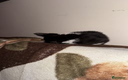 Domestic Shorthair cats for sale:  Two Adorable Cats Looking for a Loving Home 🏡 - Image 5