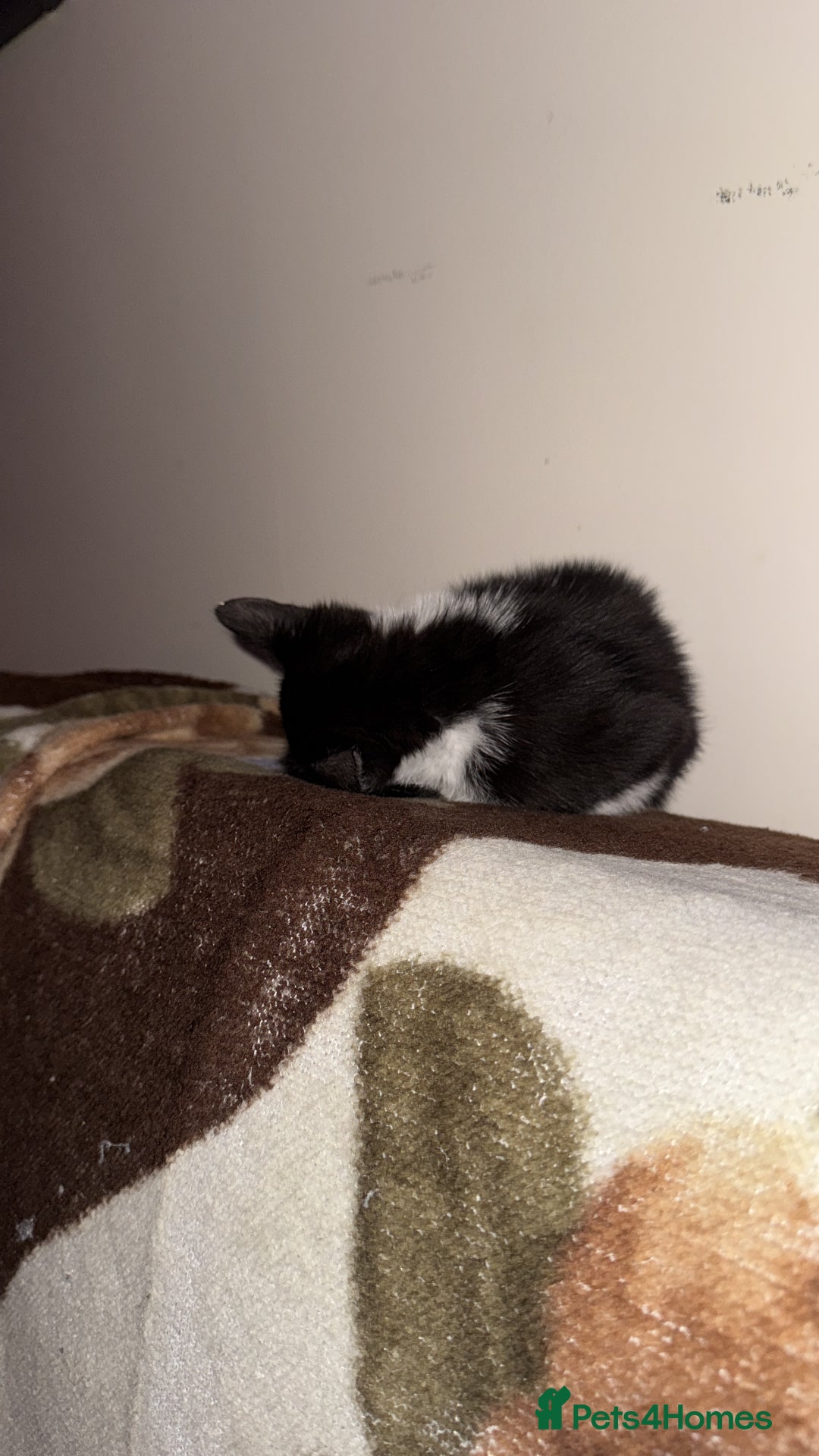Domestic Shorthair cats for sale:  Two Adorable Cats Looking for a Loving Home 🏡 - Image 5