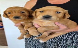 Golden Retriever dogs for sale: Dark Working Golden Retriever puppies  - Image 4
