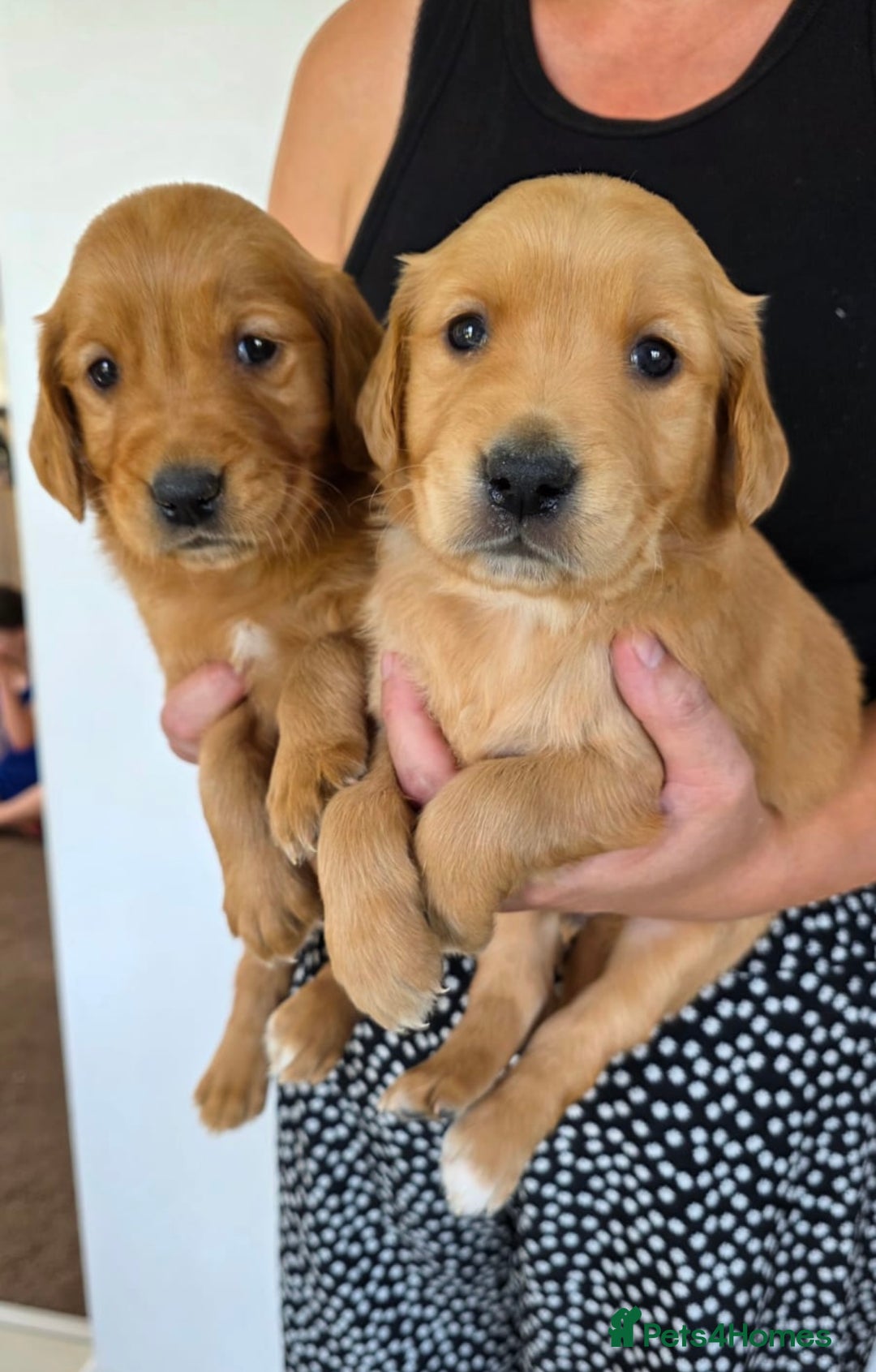Golden Retriever dogs for sale: Dark Working Golden Retriever puppies  - Image 4