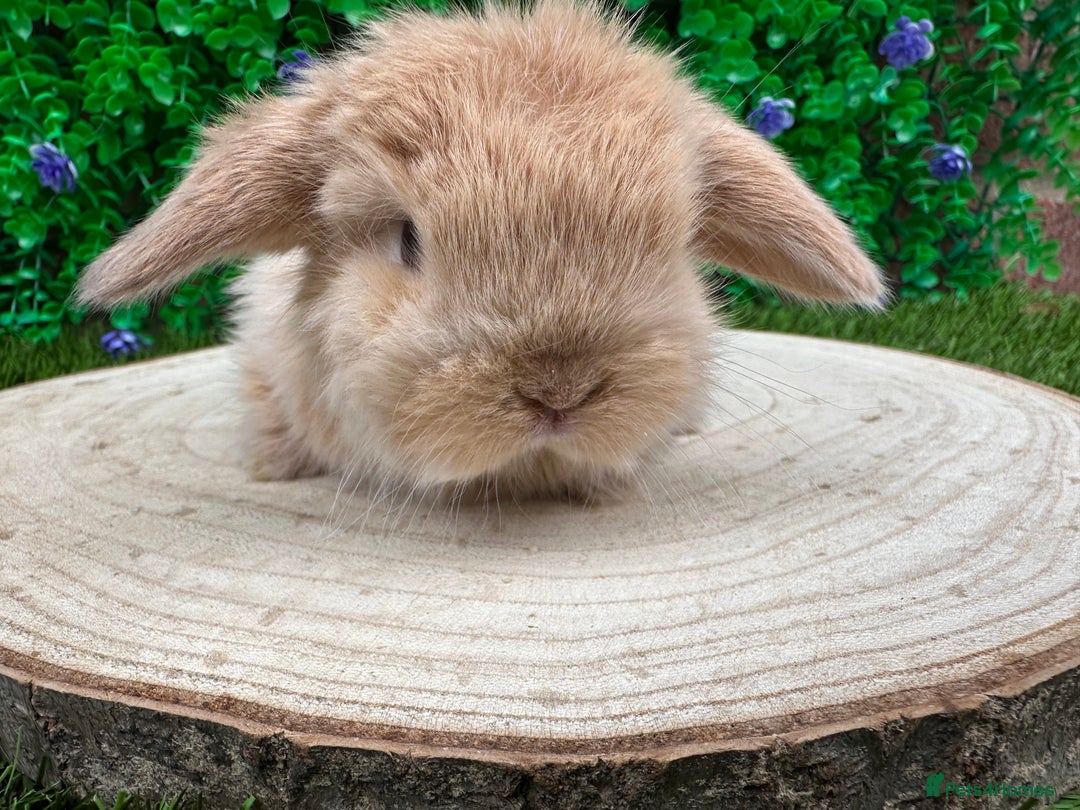 Mini Lop rabbits for sale: Stunning mini lops - Image 10