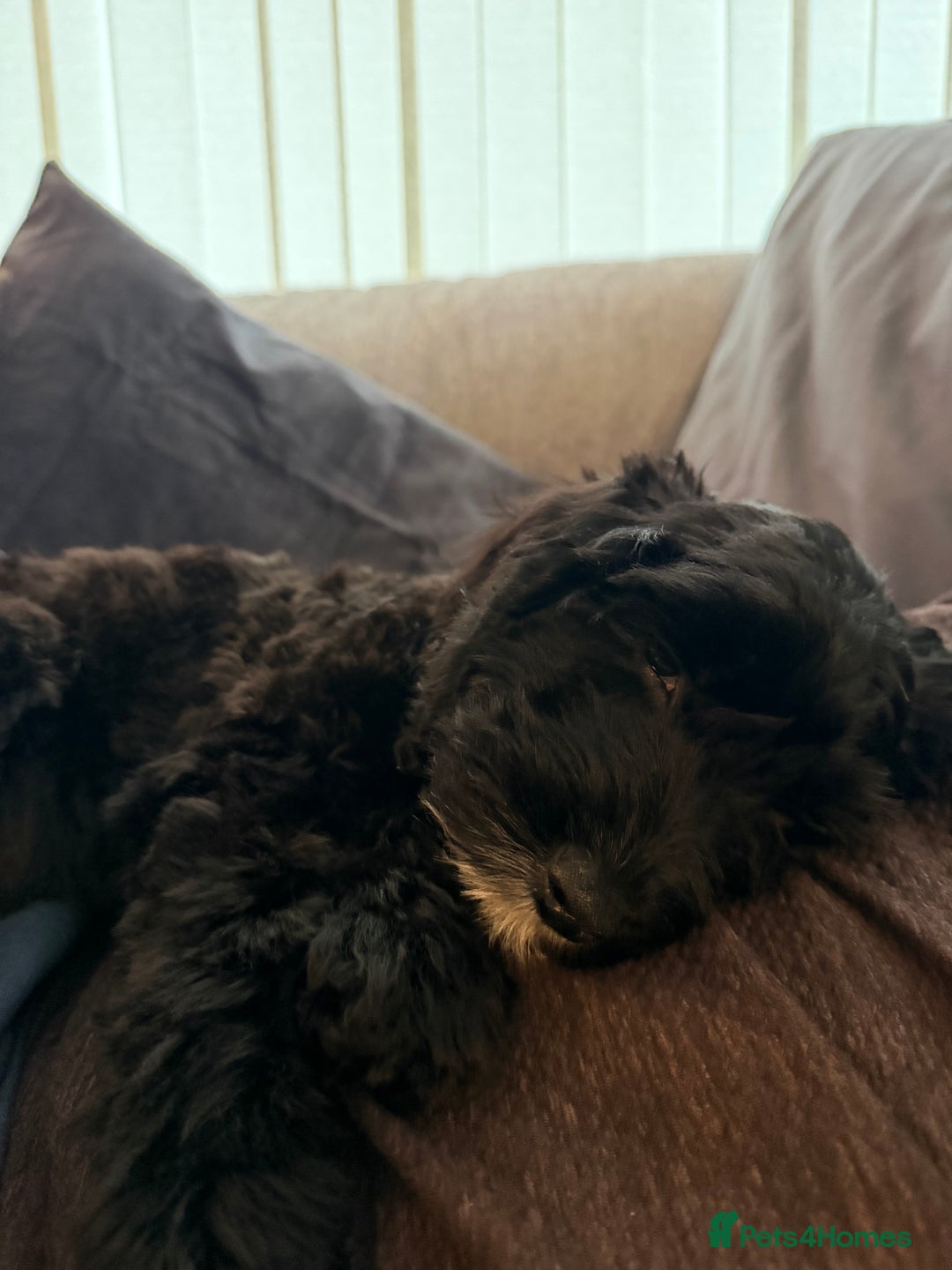 Cockapoo dogs for sale: Female Cockapoo Puppy - Advert 4