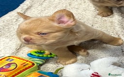 French Bulldog dogs for sale: QUALITY FLUFFY FRENCH BULLDOG PUPPIES - Image 10