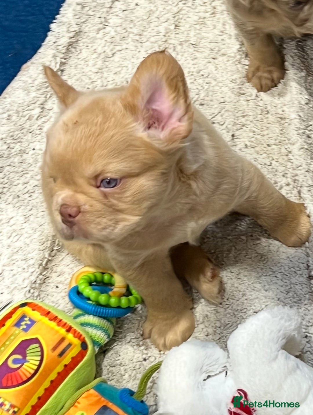 French Bulldog dogs for sale: QUALITY FLUFFY FRENCH BULLDOG PUPPIES - Image 10