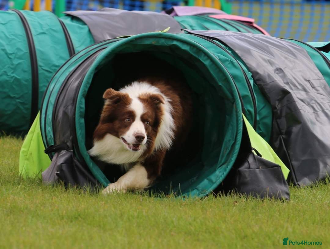 Border Collie dogs Very handsome 6 Year Old Chocolate &amp; White Collie in Peterborough - Advert 6