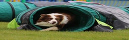 Border Collie dogs for stud: Very handsome 6 Year Old Chocolate & White Collie in Peterborough - Advert 1