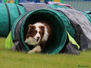 Border Collie dogs in Peterborough - Advert 7