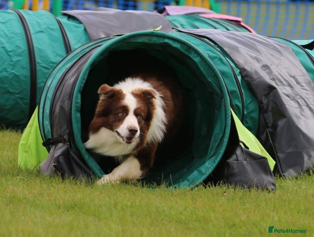 Border Collie dogs in Peterborough - Advert 1
