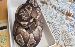 Python Snake reptiles for sale: 3 adult Royal pythons and 4' vivariums  - Image 7