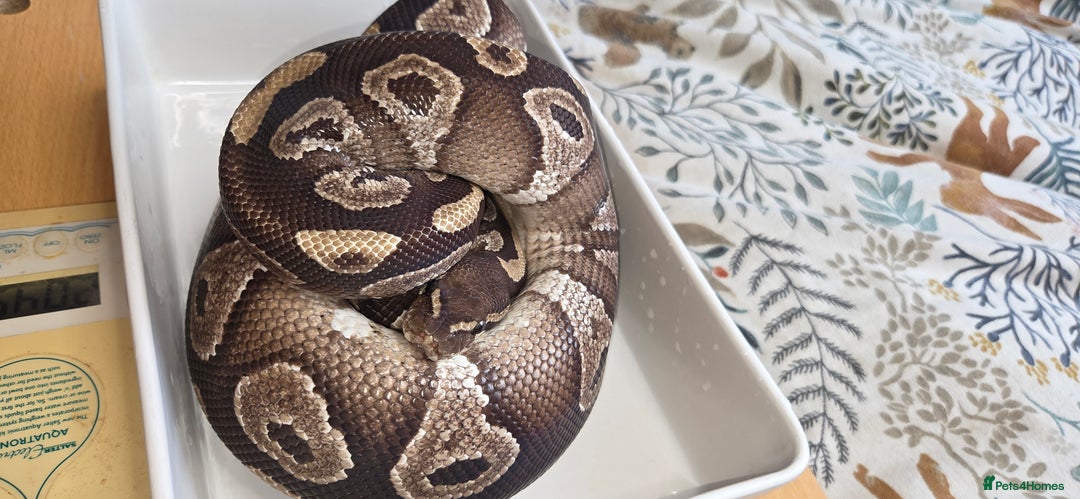 Python Snake reptiles for sale: 3 adult Royal pythons and 4' vivariums  - Image 7