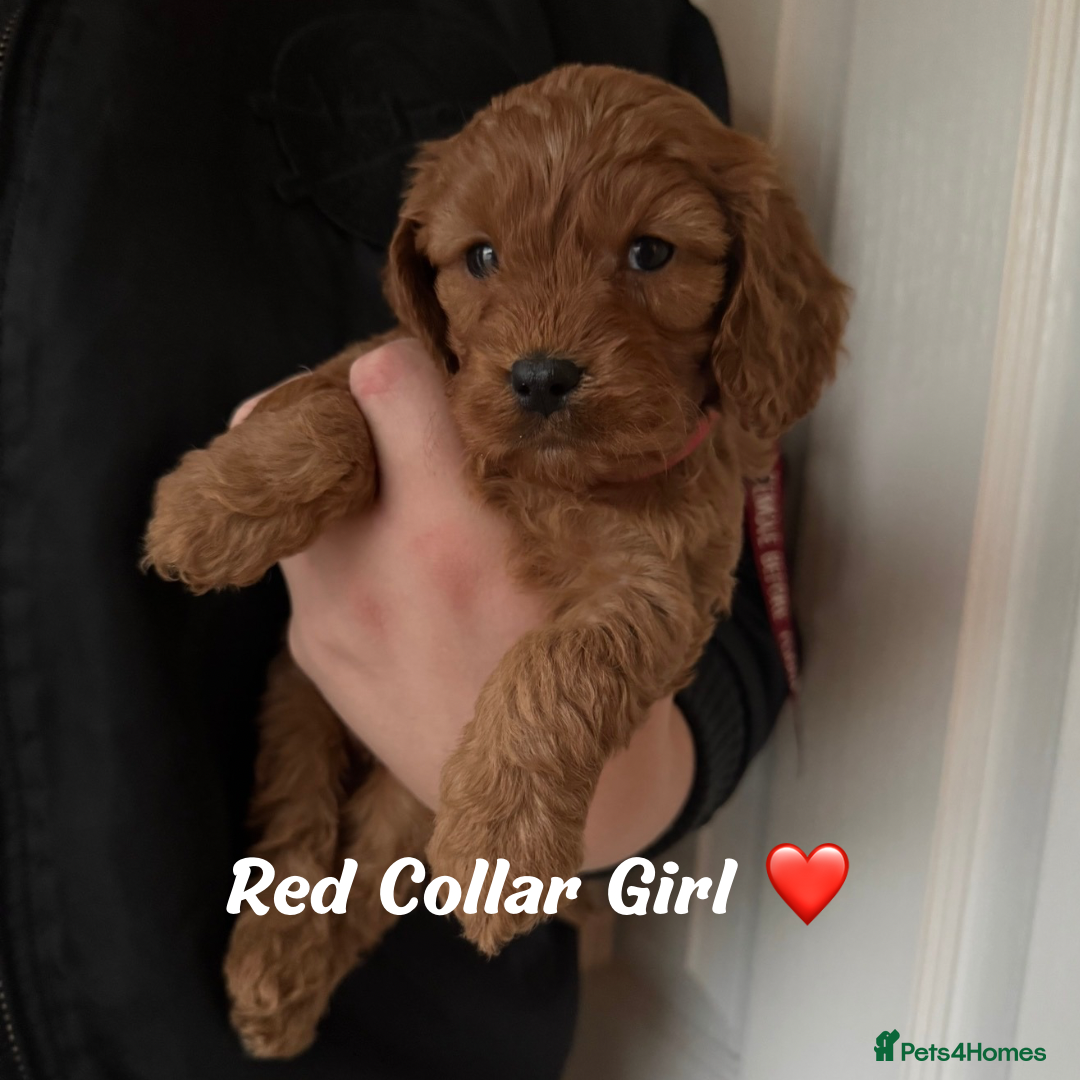 Cavapoo dogs for sale: Red F1 Cavapoo Puppies  - Advert 4