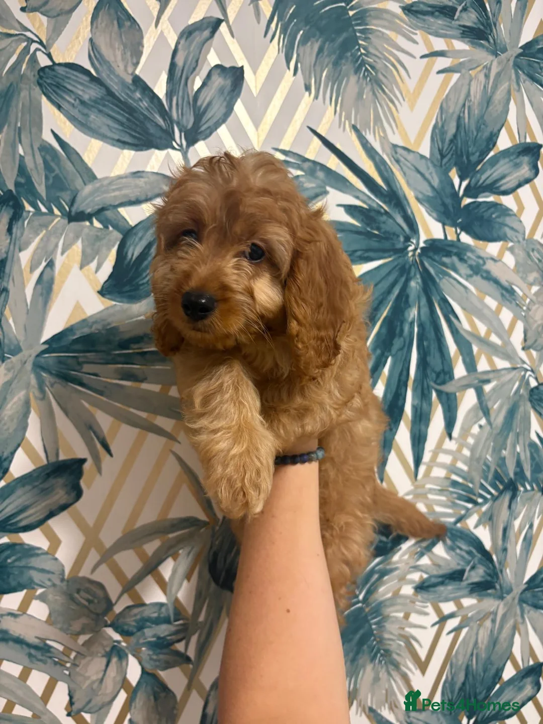Cavapoo dogs for sale: 2 LEFT! STUNNING F1B CAVAPOO 🥰 - Advert 8