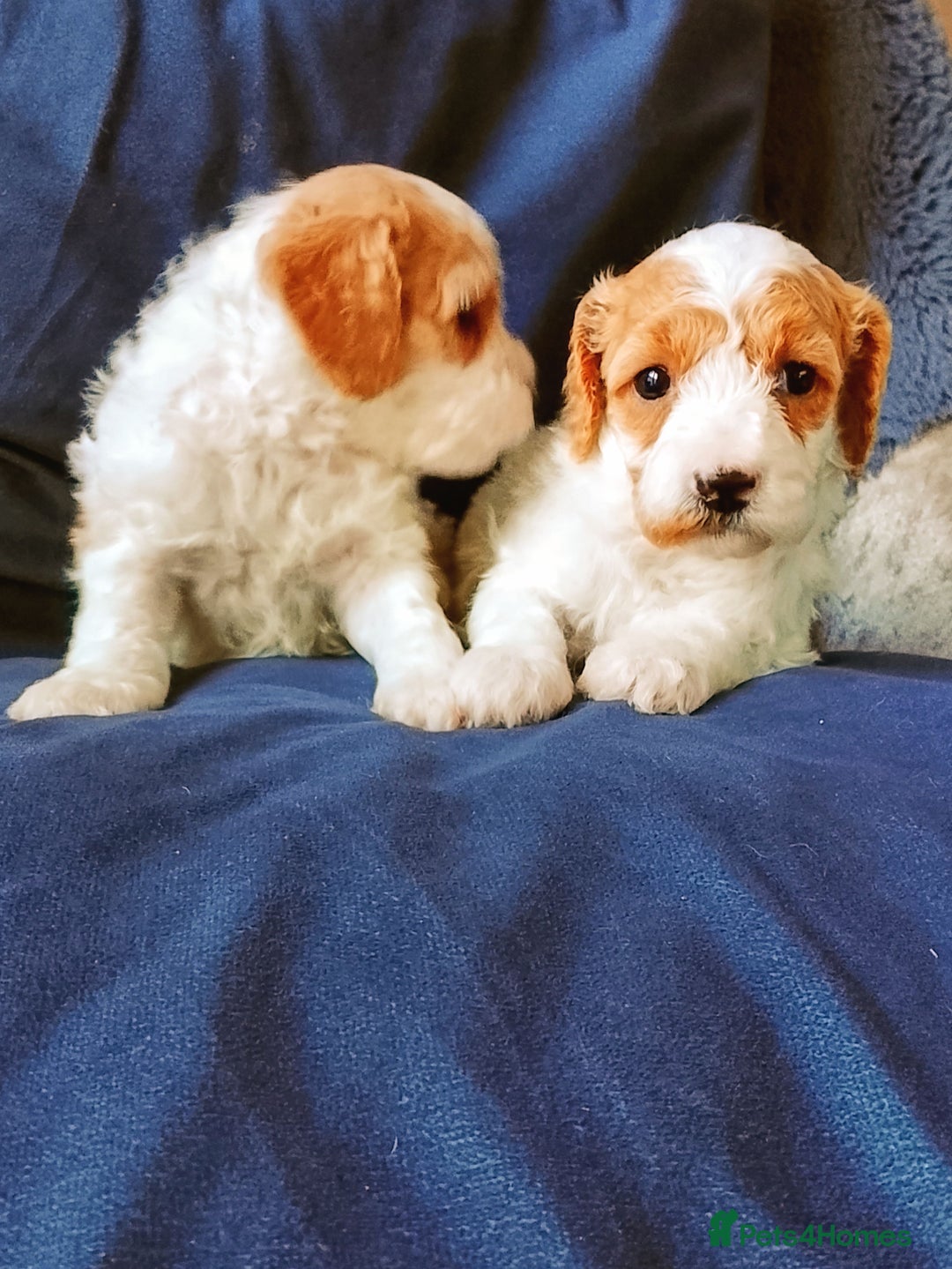 Cavapoo dogs for sale: F1b Cavapoo Puppies  - Advert 12