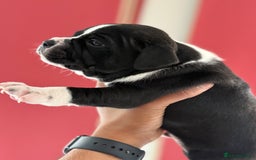 Staffordshire Bull Terrier dogs for sale: Outstanding KC blue gene carriers - Image 10