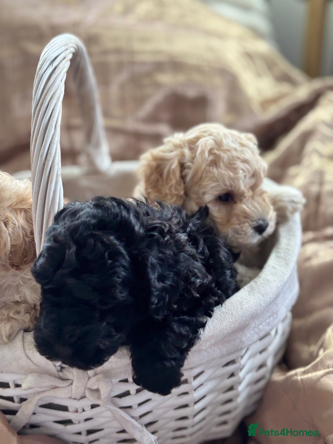 Poochon dogs for sale: Puppies for sale  - Advert 7
