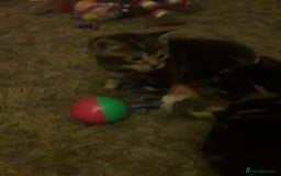 Mixed Breed cats for sale: 3 beautiful kittens  in Wakefield - Image 14