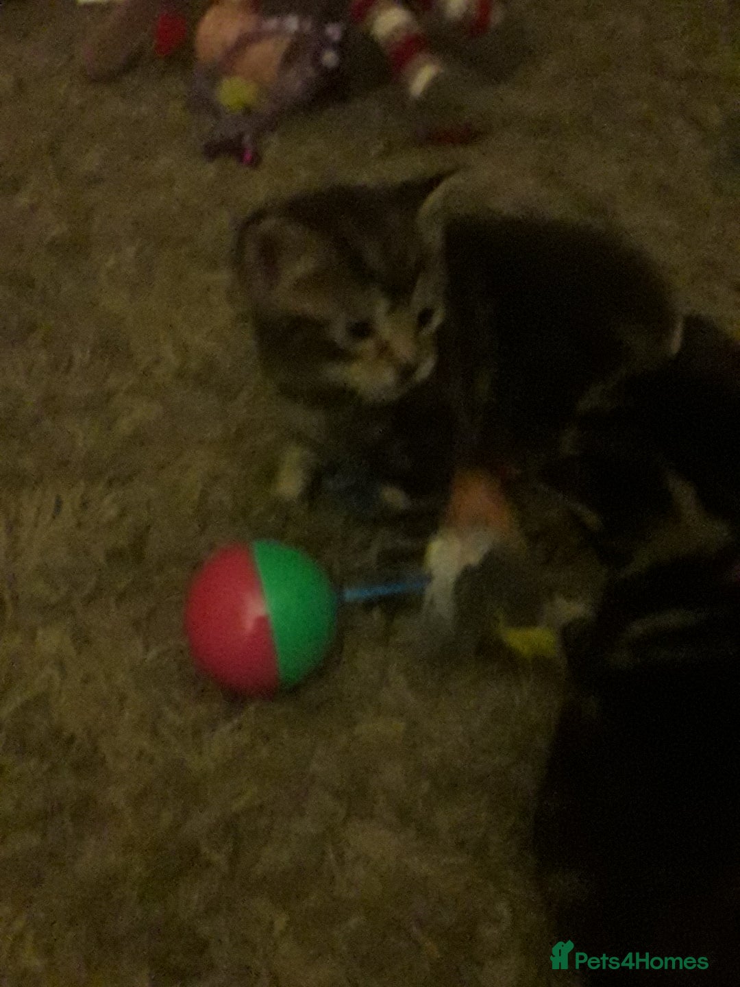 Mixed Breed cats for sale: 3 beautiful kittens  in Wakefield - Image 14