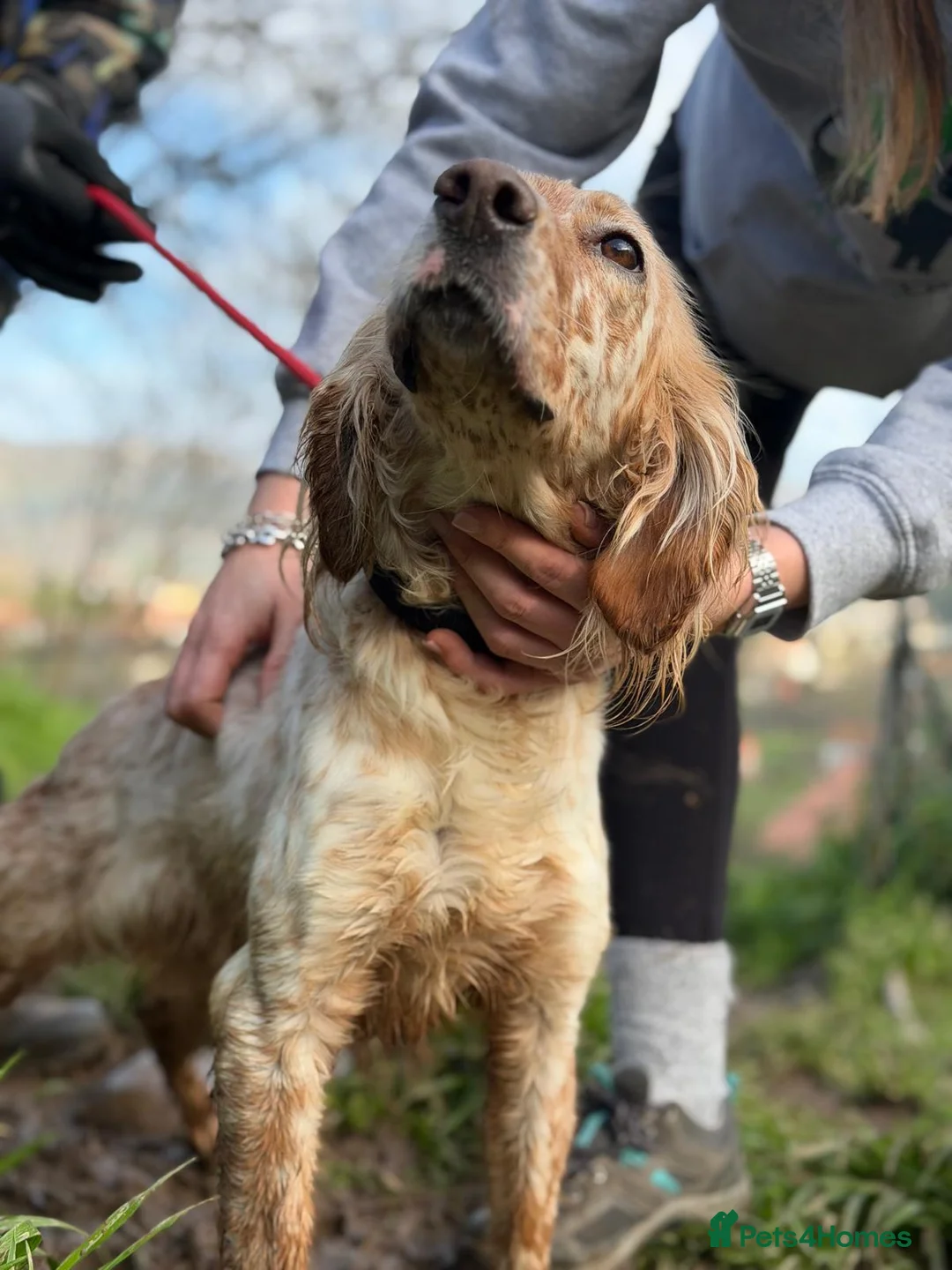 English Setter dogs for adoption: Astra - Advert 4