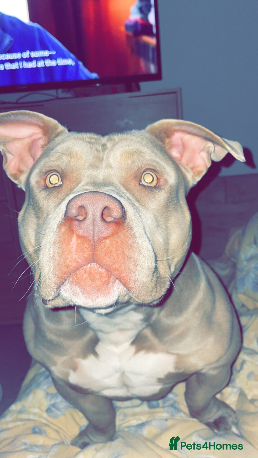 American Bully dogs for sale: 2 year old pocket bull girl - Advert 5