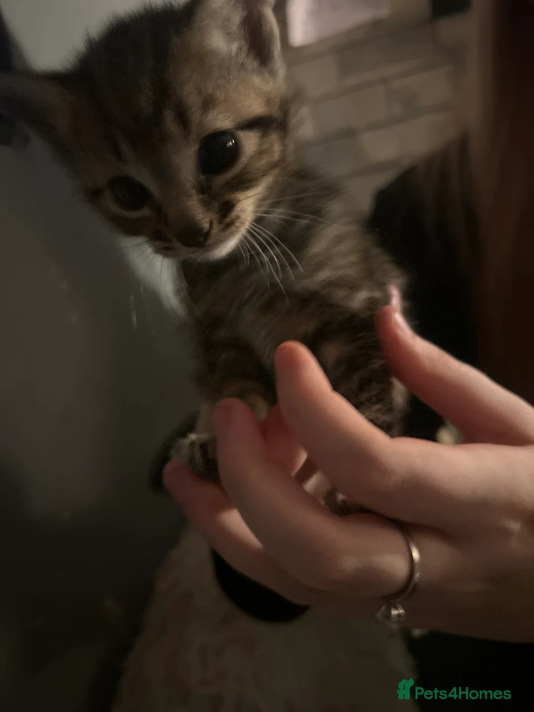 Mixed Breed cats for sale: Tabby x ginger Kittens  - Advert 2