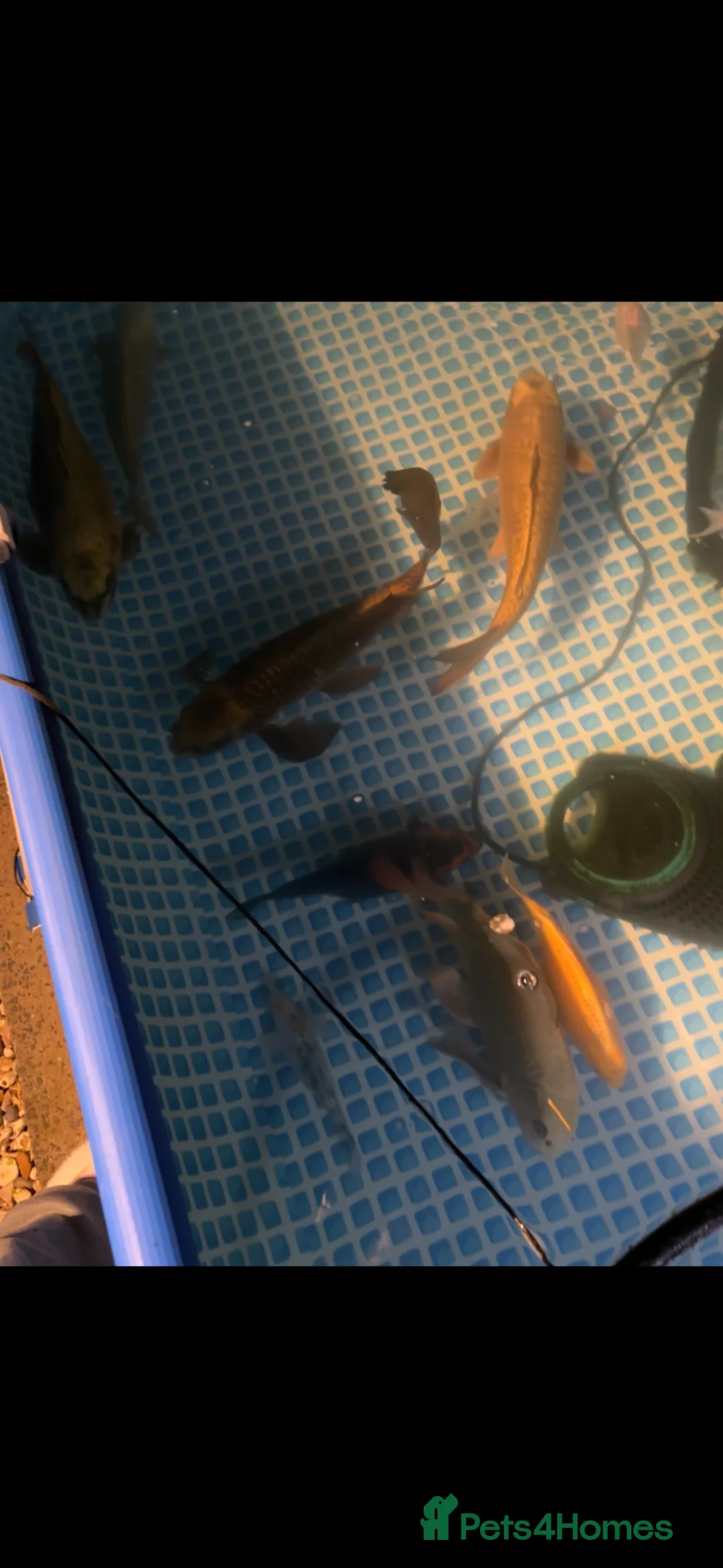 Koi Carp fish for sale: Beautiful koi and orfes  in Dursley - Advert 1