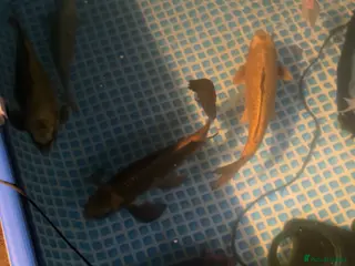 Koi Carp fish Beautiful koi and orfes - Advert 1