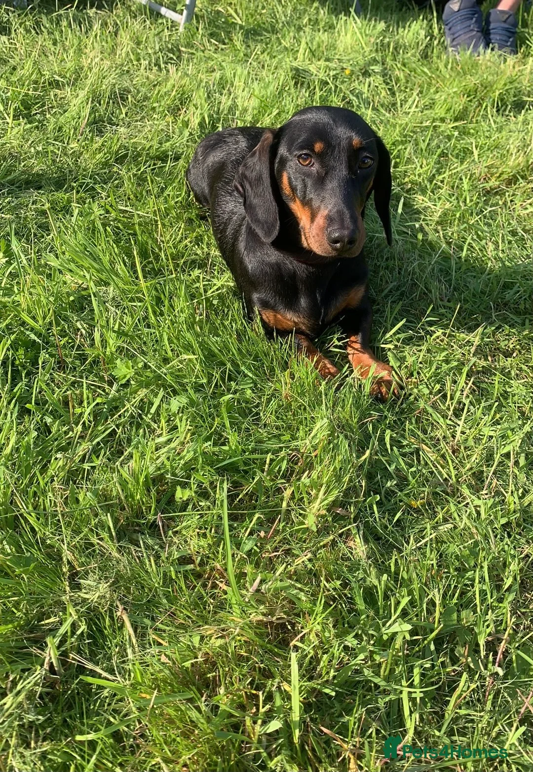 Miniature Dachshund dogs for sale: Miniature Dachshunds - Advert 1