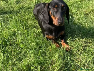 Miniature Dachshund dogs Miniature Dachshunds - Advert 6