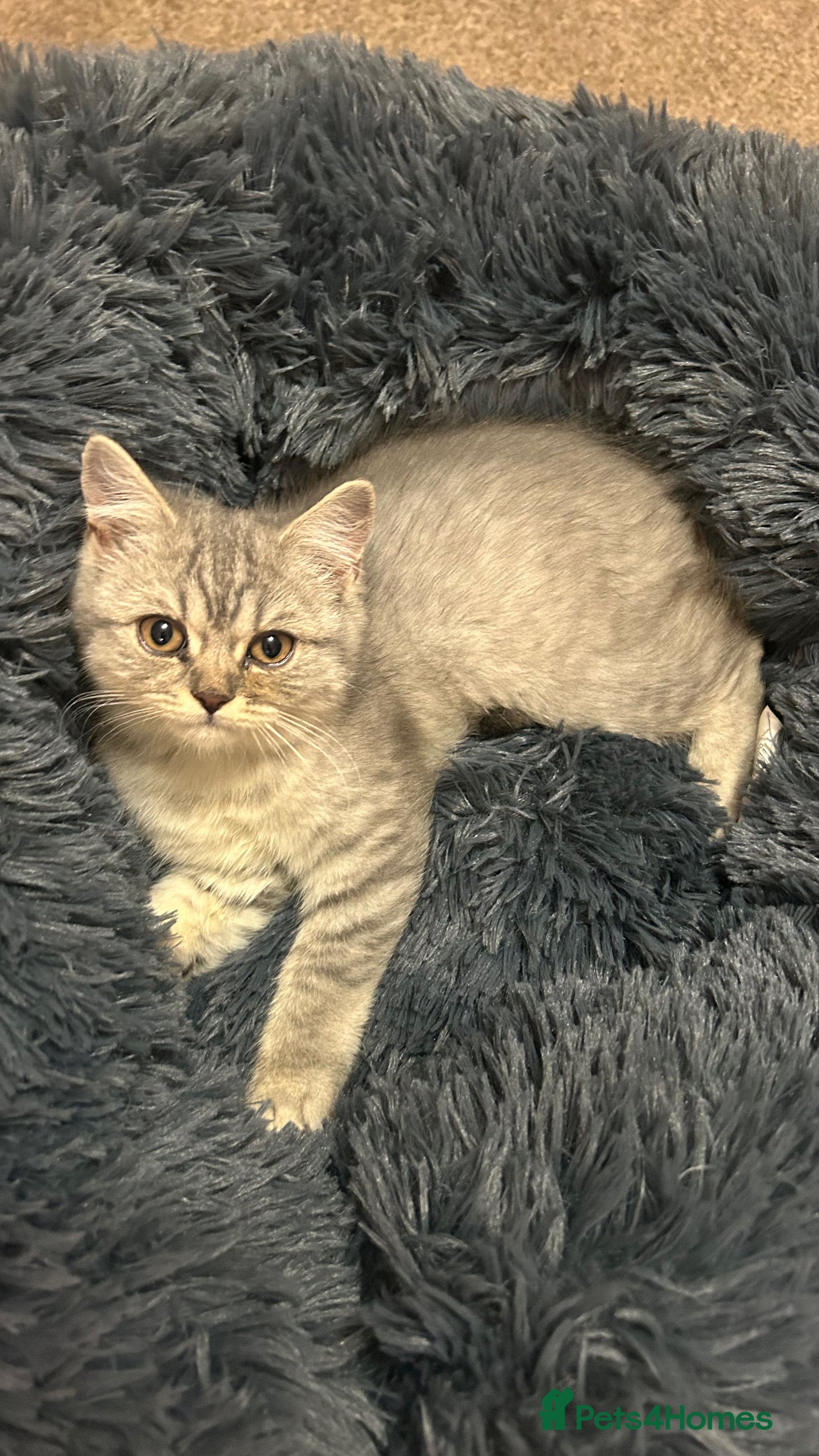 British Shorthair cats British shorthair kitten - Advert 6