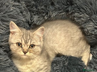 British Shorthair cats - Advert 3