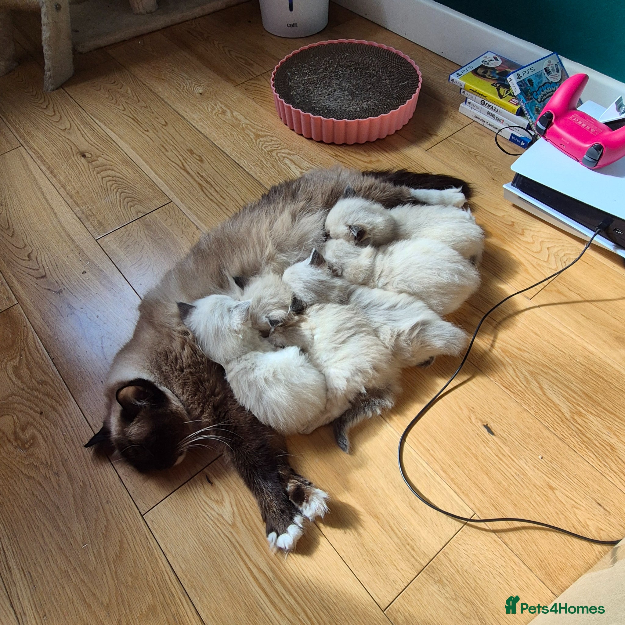 Ragdoll cats ✨ Exceptional Ragdoll Kittens – Raised with love✨ - Advert 1