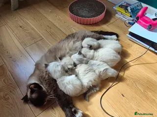 Ragdoll cats ✨ Exceptional Ragdoll Kittens – Raised with love✨ - Advert 1