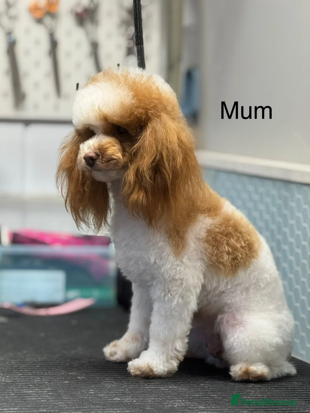 Toy Poodle dogs for sale: Tiny toy poodle parti girls avail for reservation - Advert 2