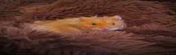 Hamster rodents for sale: Rufus in Washington - Advert 2
