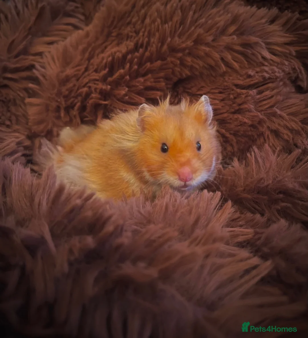 Hamster rodents for sale: Rufus in Washington - Advert 2
