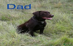 Labrador Retriever dogs for sale: Beautiful Chocolate Labrador Puppies - Image 13