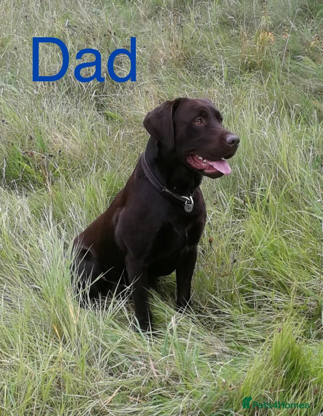 Labrador Retriever dogs for sale: Beautiful Chocolate Labrador Puppies - Image 13