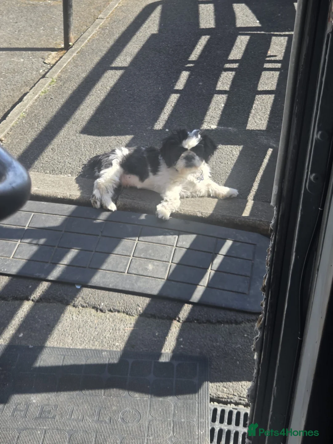 Shih Tzu dogs for sale: Shih tzu - Advert 8