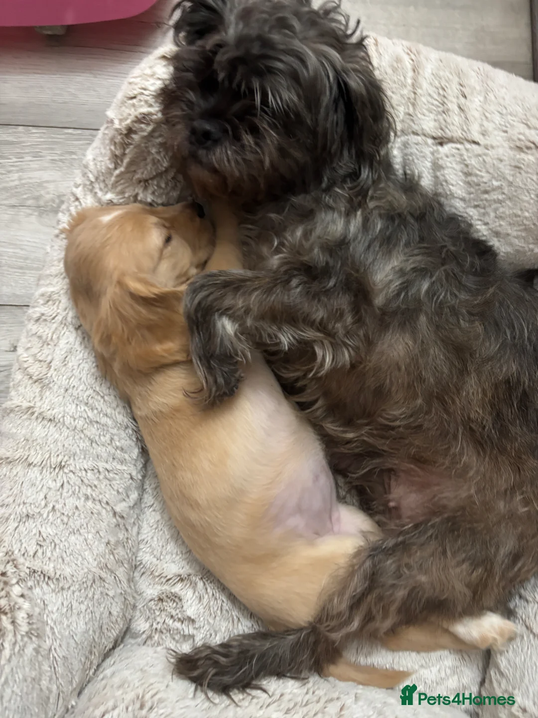 Mixed Breed dogs for sale: Dog for sale in Darwen - Advert 2