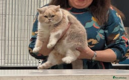 British Shorthair cats for sale: Fawn tortie female kitten ready mild Jan - Advert 3