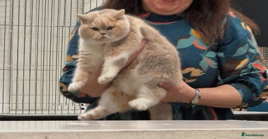 British Shorthair cats Fawn tortie female kitten ready mild Jan - Advert 1