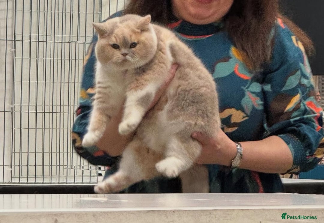 British Shorthair cats for sale: Fawn tortie female kitten ready mild Jan - Advert 3