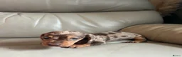 Miniature Dachshund dogs for sale: 3 Gorgeous Smooth Coat Miniature Dachshund Puppies - Advert 14
