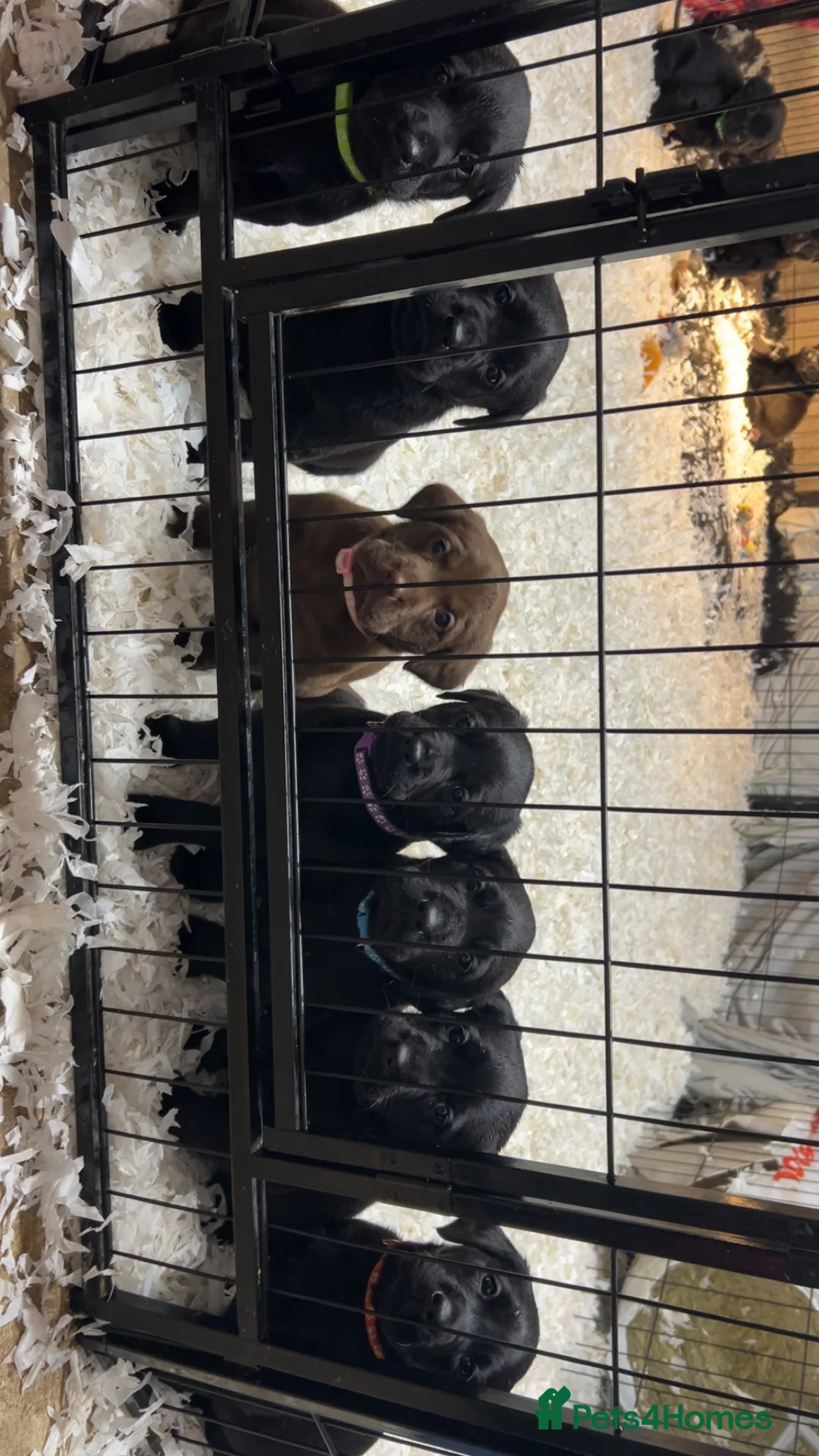 Labrador Retriever dogs for sale: Lovely KC registered Black and Chocolate pups - Advert 2