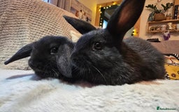 Mixed Breed rabbits for sale: Baby bunnies - Image 2