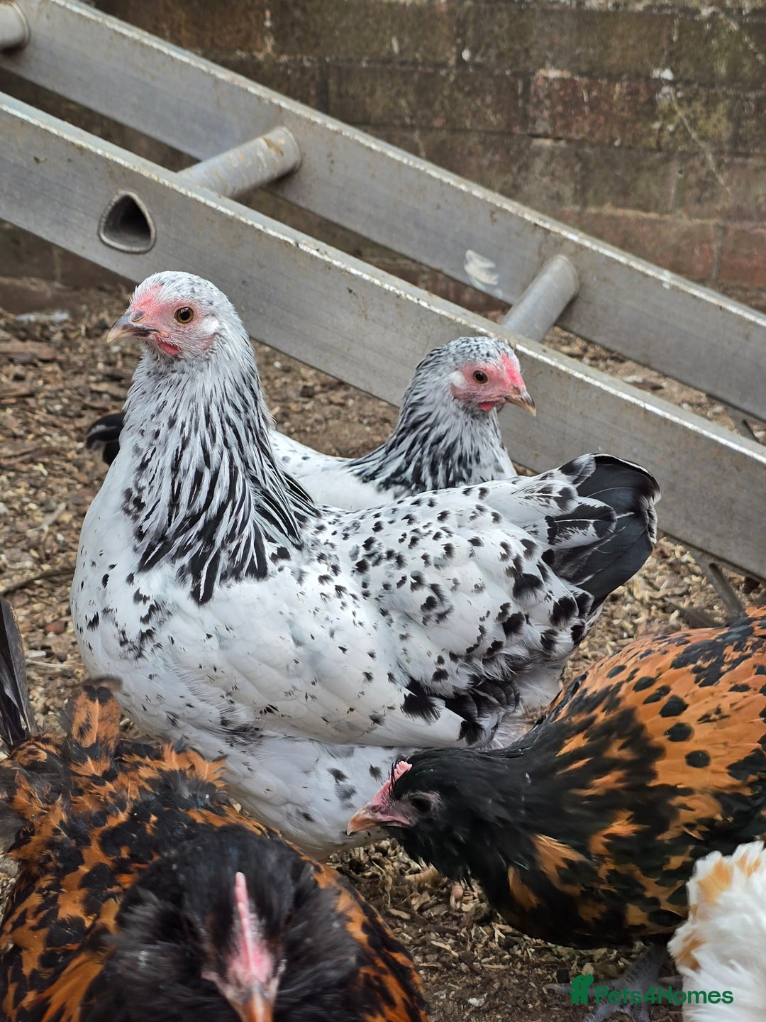Chickens poultry for sale: Silver Mottled Wyandotte Bantam pullets  - Image 3