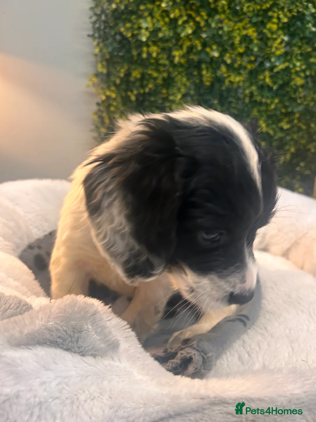 Sprocker dogs for sale: F1b (75% Cocker) Sprocker Puppies 5 * Breeder  - Advert 32