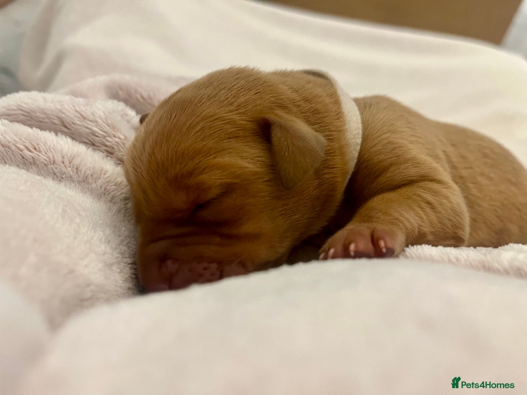 Labrador Retriever dogs for sale: Gorgeous Fox Red Labrador Puppies - Image 6