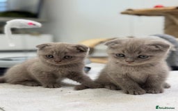 Scottish Fold cats for sale: Amazing Lilac Scottish Fold Kittens - Image 2