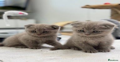 Scottish Fold cats - Advert 1